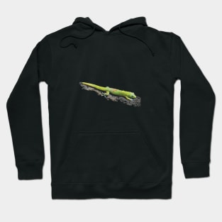 Gold Dust Day Gecko Hoodie